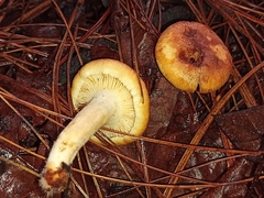 Lactarius chrysorrheus