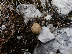 Lagomorpha