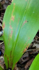 Phytosciara greylockensis