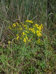 Euthamia caroliniana