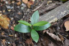 Syzygium samarangense