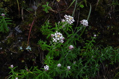 Anaphalis morrisonicola