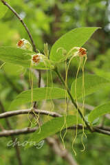 Strophanthus