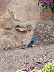 Agamidae