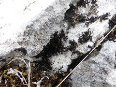 Lathagrium cristatum