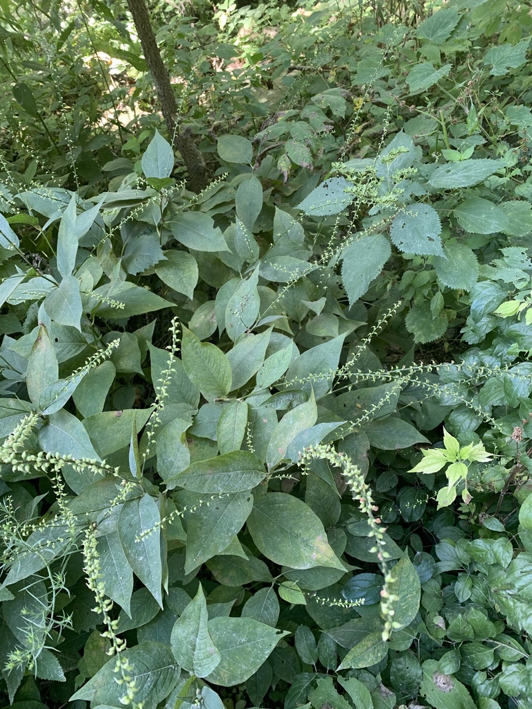 American jumpseed from Forestville/Mystery Cave State Park, Spring