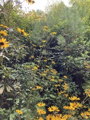 Helianthus atrorubens