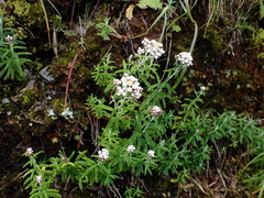 Anaphalis morrisonicola