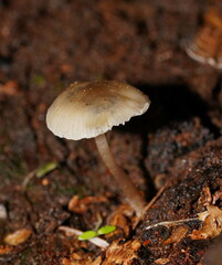 Mycena tuvara