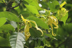 Cananga odorata