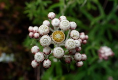 Anaphalis morrisonicola