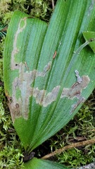 Parallelomma vittatum