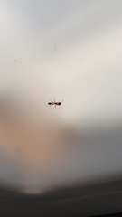 Pseudomyrmex gracilis