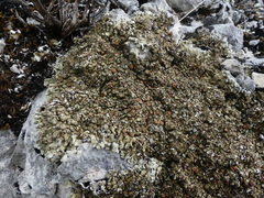 Squamarina cartilaginea