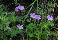 Geranium hayatanum