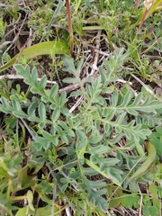 Pelargonium auritum auritum
