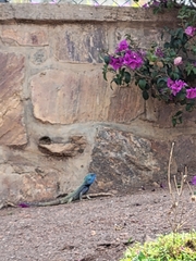 Agamidae