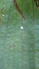 Parallelomma vittatum
