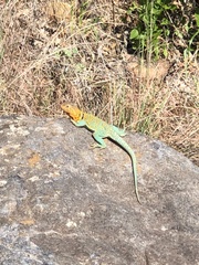 Crotaphytus collaris