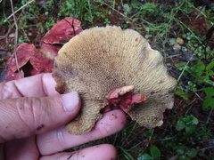 Suillus asiaticus