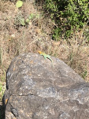 Crotaphytus collaris