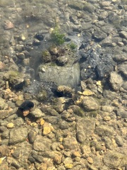 Limulus polyphemus