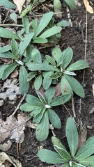 Pilosella officinarum