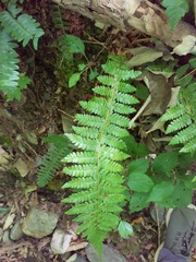 Polystichum braunii