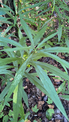 Artemisia douglasiana