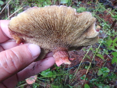 Suillus asiaticus