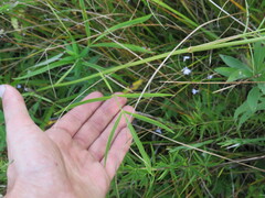 Oenantheae