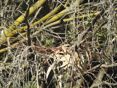 Microcarbo melanoleucos