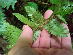 Polystichum braunii