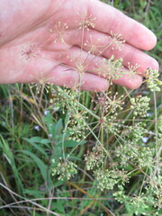 Oenantheae