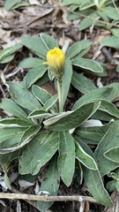 Pilosella officinarum