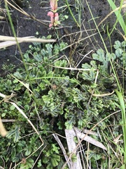 Marchantia polymorpha polymorpha