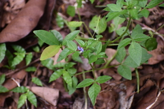Cleome rutidosperma
