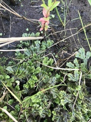Marchantia polymorpha polymorpha
