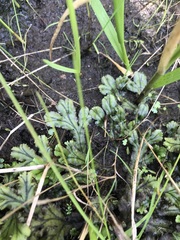 Marchantia polymorpha polymorpha