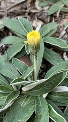 Pilosella officinarum