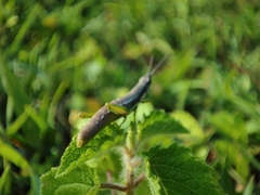 Orthoptera