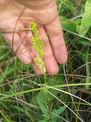 Solidago uliginosa