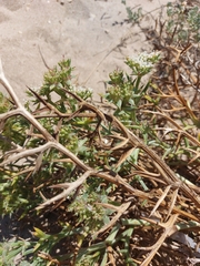 Echinophora spinosa