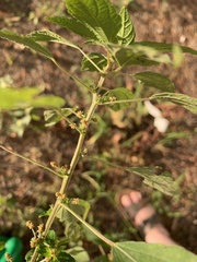Acalypha rhomboidea