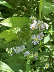 Symphyotrichum drummondii