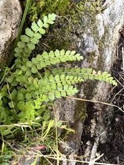 Asplenium viride