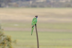 Barnardius zonarius