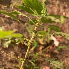 Acalypha rhomboidea
