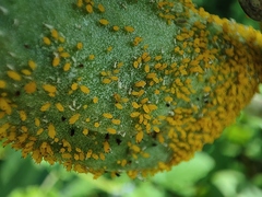 Aphis