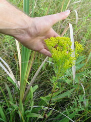 Solidago ohioensis